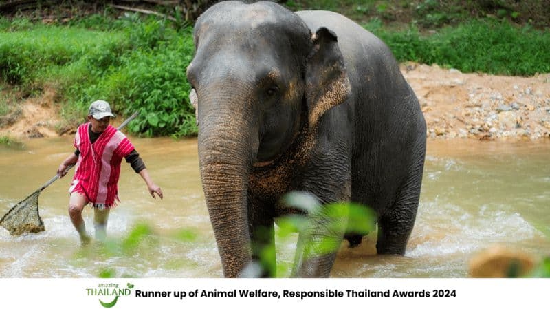 Visite du sanctuaire d'éléphants de Khao Lak et descente en bouée