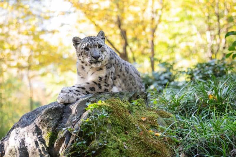 Billet Billet d'entrée au zoo de Central Park