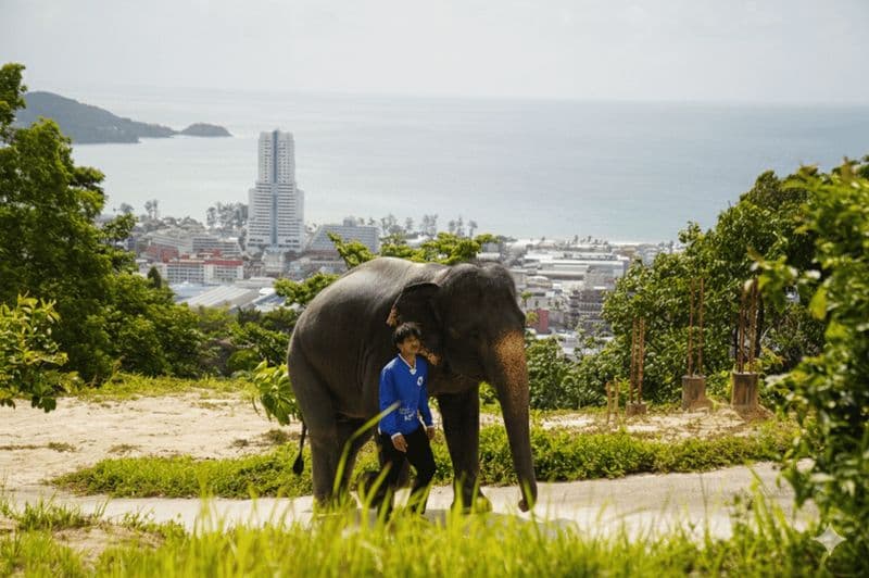 Billet Phuket : Visite du sanctuaire éthique des éléphants de Patong avec transfert