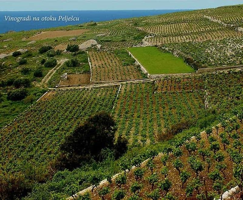 Billet Visite privée d'une jounée, de Dubrovnik à Peljesac, consacrée au vin