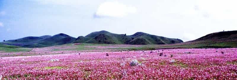 Billet Safari de 5 jours à Mikumi, Ruaha et Kitulo