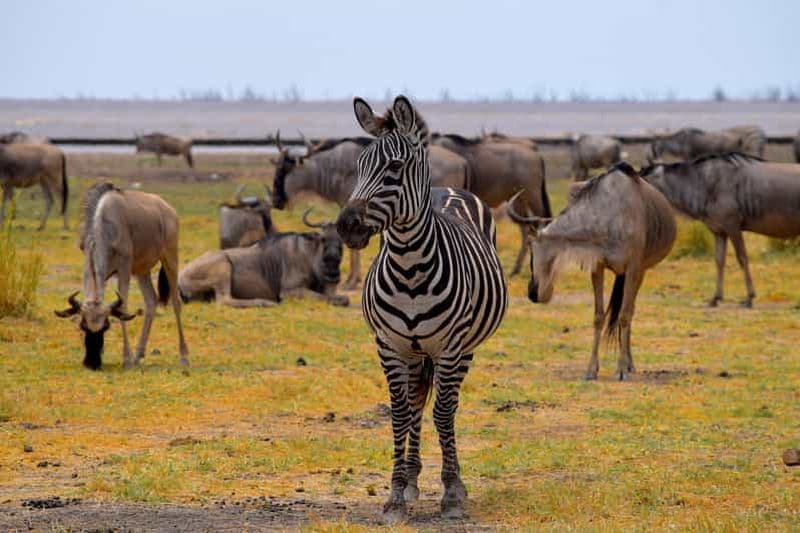 Billet Excursion d'une journée au lac Manyara : safari avec activités supplémentaires en option