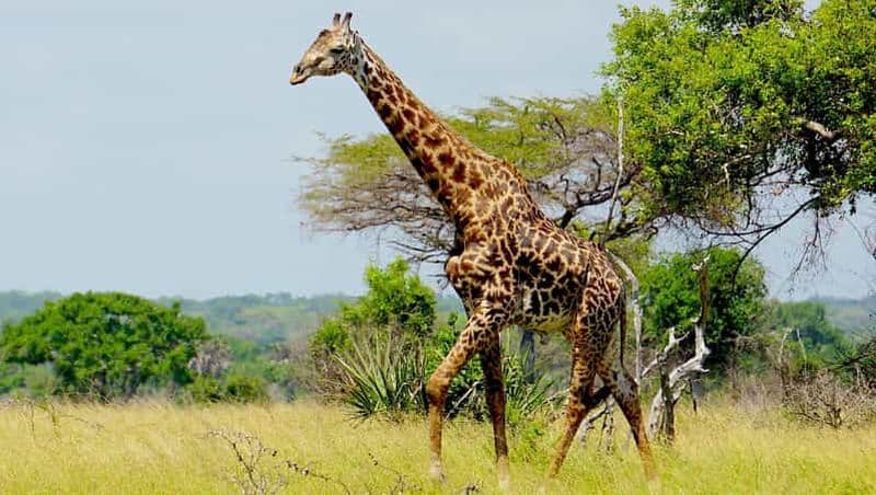Billet Depuis Zanzibar : safari de 2 jours à Saadani avec safari de nuit