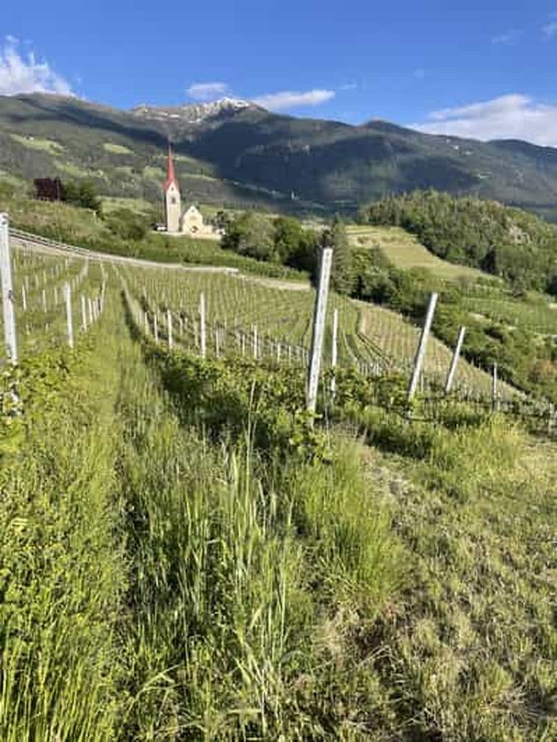 Hike & Wine : randonnée dans les vignobles de Bressanone et dégustation de vin