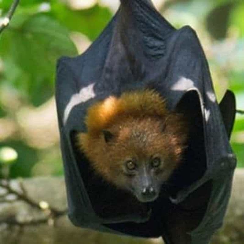 Billet Île de Pemba : visite de la forêt de Ngezi et des fermes d'épices