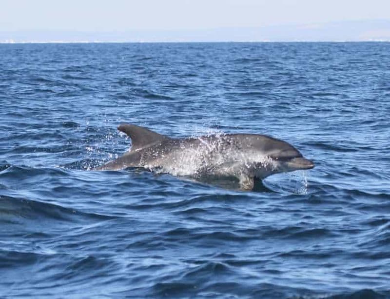 Billet Depuis Lisbonne : une fantastique excursion pour observer les dauphins