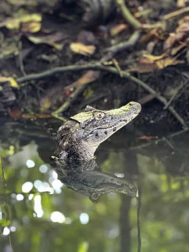 Billet Tortuguero : Visite des canaux du parc national de Tortuguero