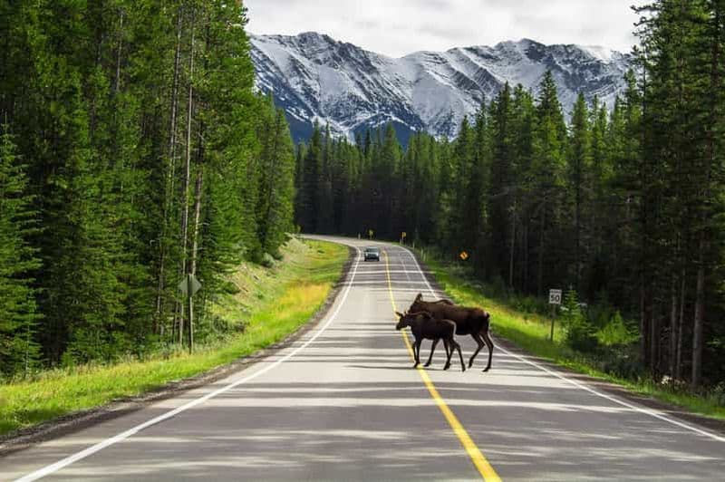 Best of Kananaskis PRIVATE SAFARI Tour + Custom Nature Walk