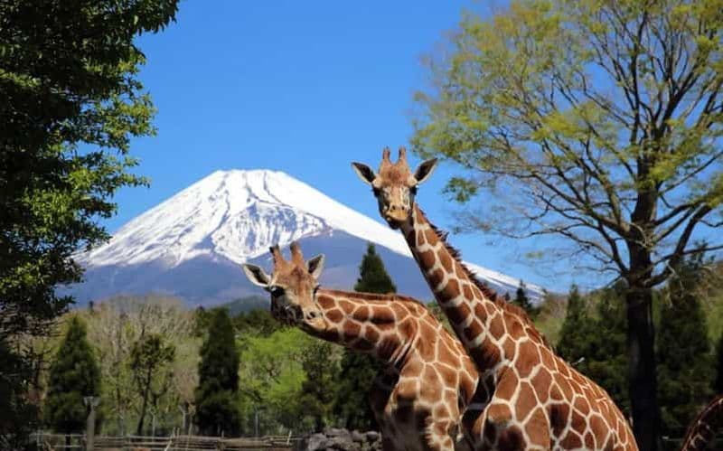 Tokyo : excursion privée personnalisable d'une journée au mont Fuji et au parc safari
