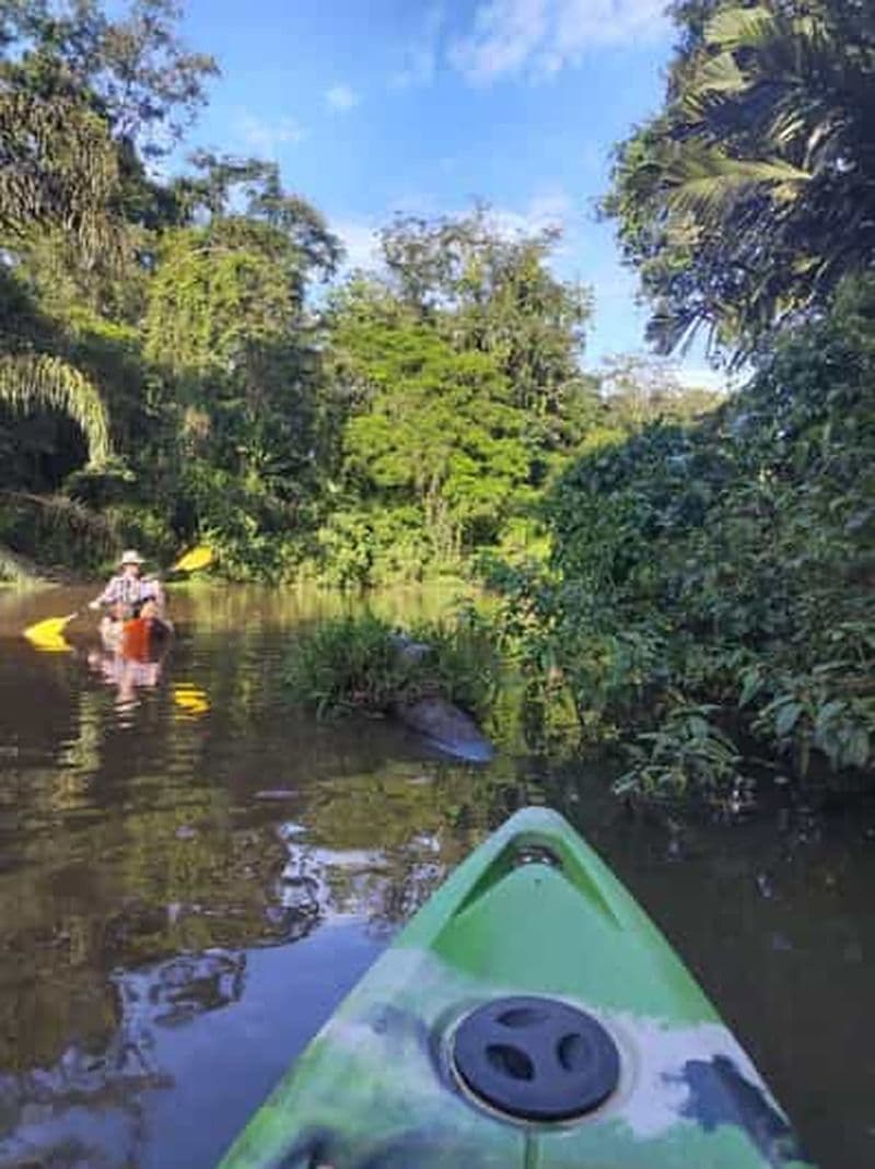 Billet Parc national de Tortuguero : excursion en kayak avec guide