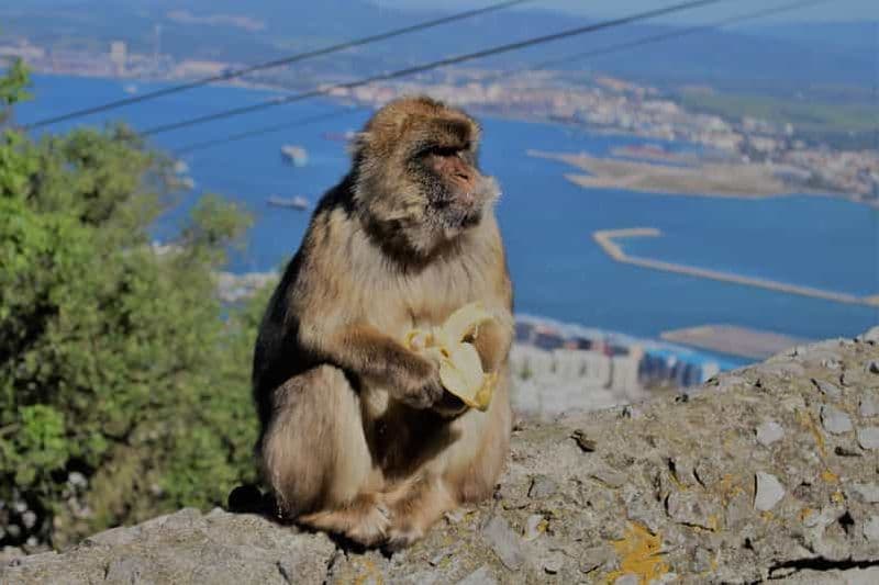 Billet Depuis Séville : Excursion d'une journée à Gibraltar