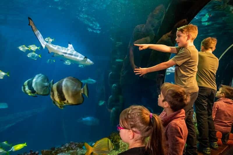 Billet Munich : billet d'une journée pour l'aquarium Sea Life