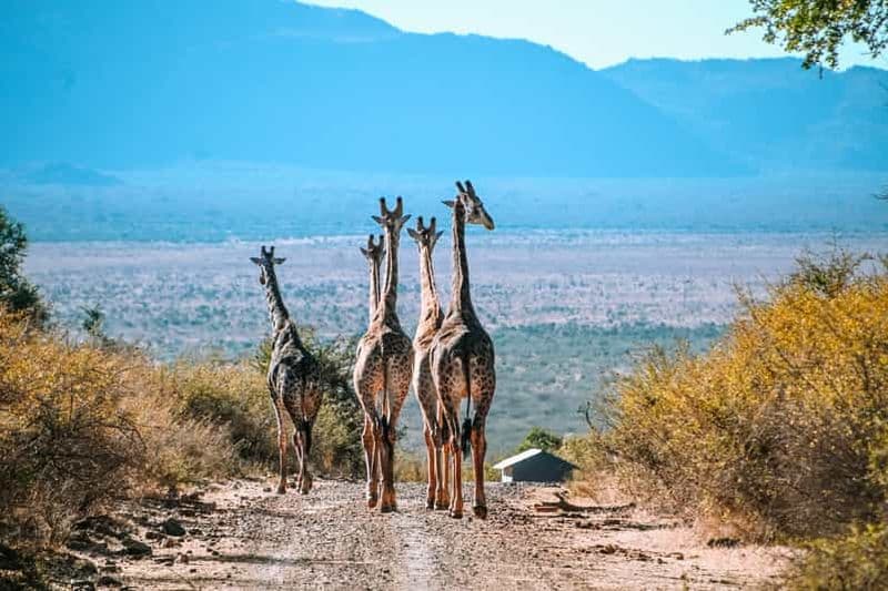 Billet Safari de 3 jours à Madikwe au départ de Johannesburg