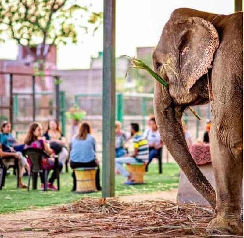 Billet Jaipur : visite touristique + visite à pied + gastronomie + activités avec des éléphants