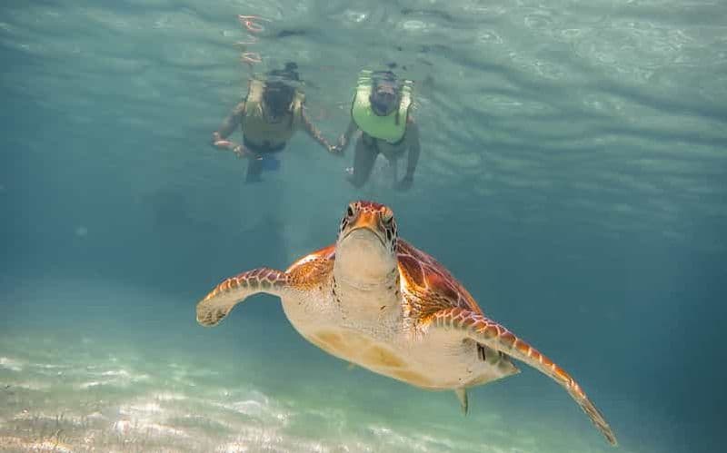 Billet Riviera Maya : sortie snorkeling sur le thème des tortues et des cénotes