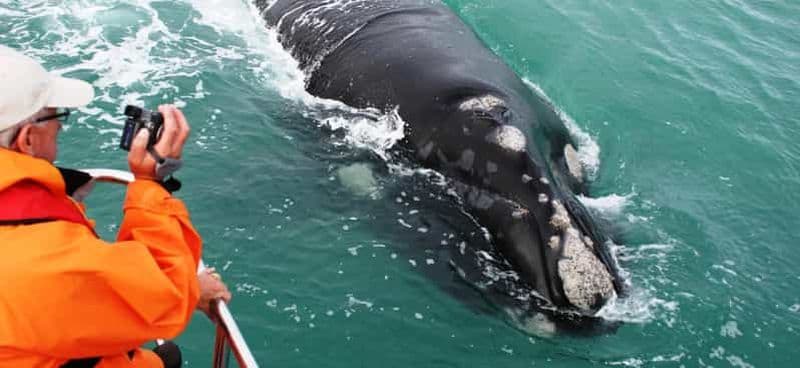 Billet Excursion d'une journée sur la route des baleines