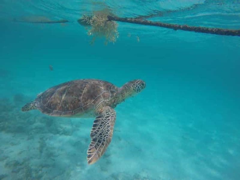 Billet Riviera Maya : Rencontre avec des tortues sur la plage d'Akumal