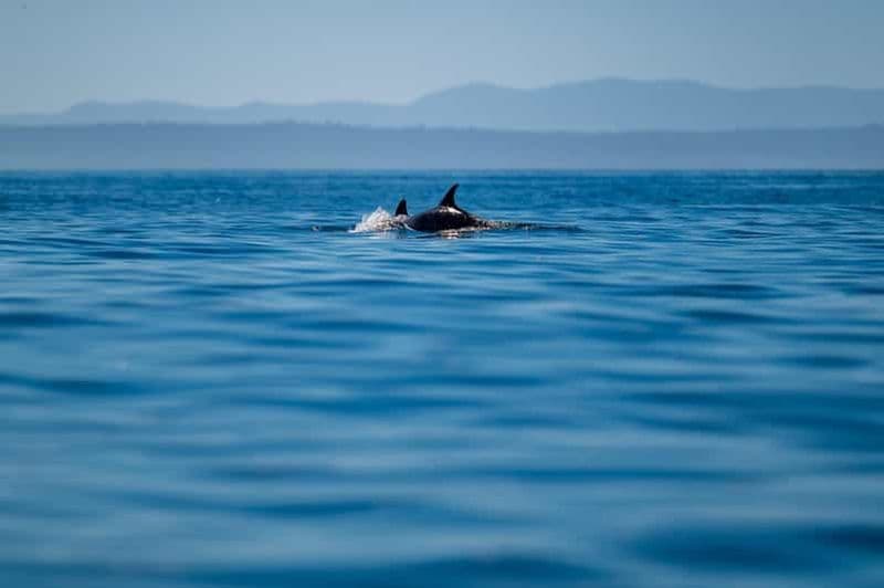 Lisbonne : safari océanique avec des biologistes marins