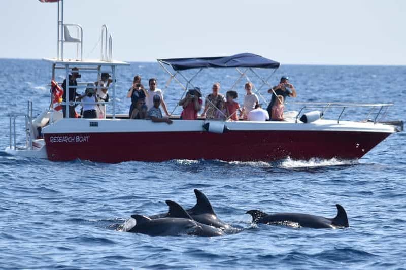 Alghero : Observation des dauphins avec des biologistes marins