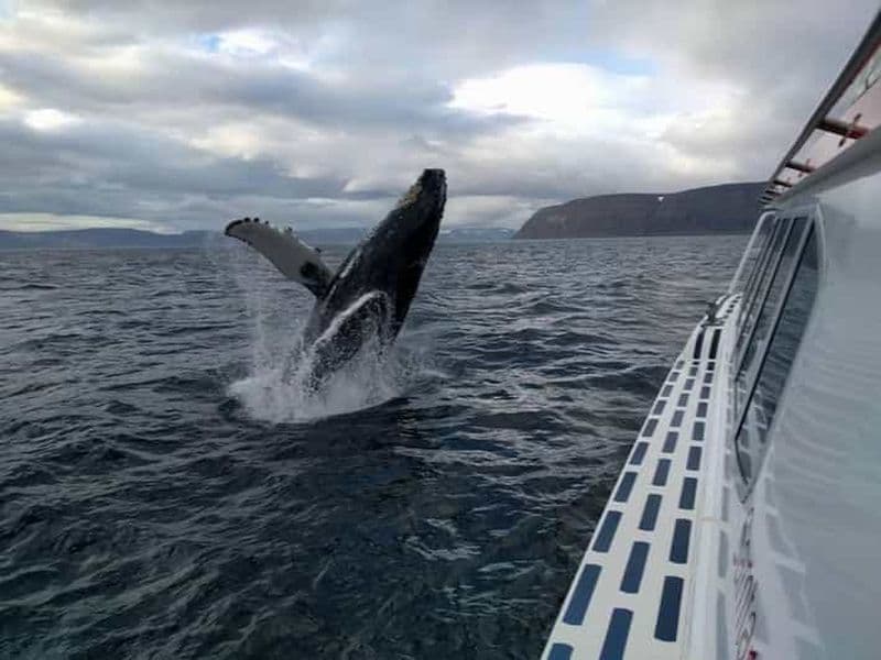 Billet Ísafjörður : excursion en bateau pour observer les baleines dans les fjords de l'ouest