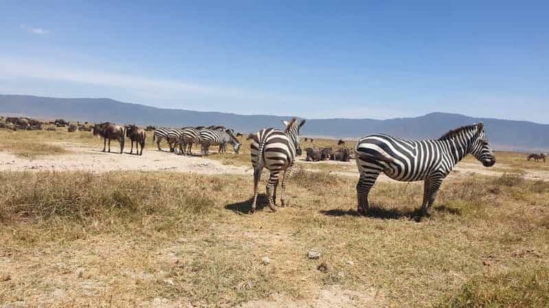 Billet Safari partagé de 3 jours à petit prix dans le Serengeti et le cratère du Ngorongoro