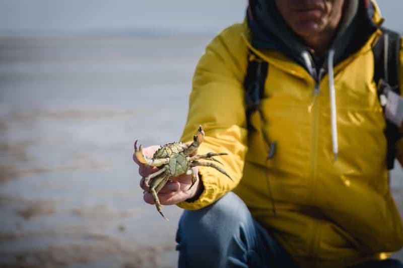 Sylt : Randonnée guidée dans les vasières de l'île