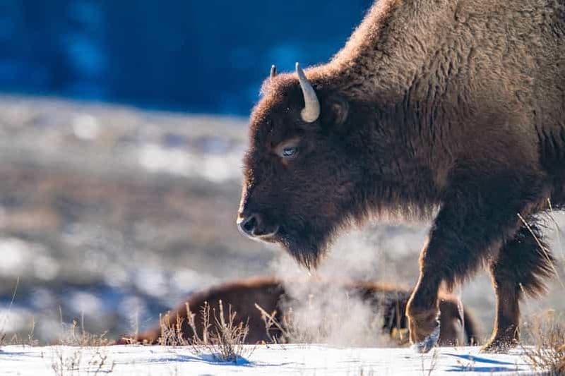 Yellowstone sauvage 3 jours | Circuit de photographie animalière