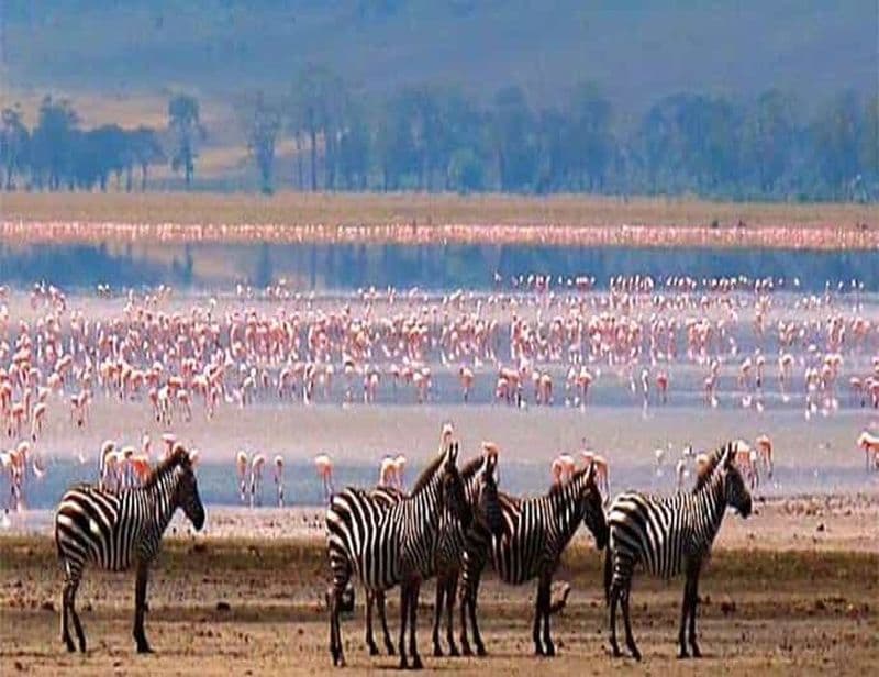 Billet 5 jours de safari au Serengeti, au Ngorongoro et au lac Manyara