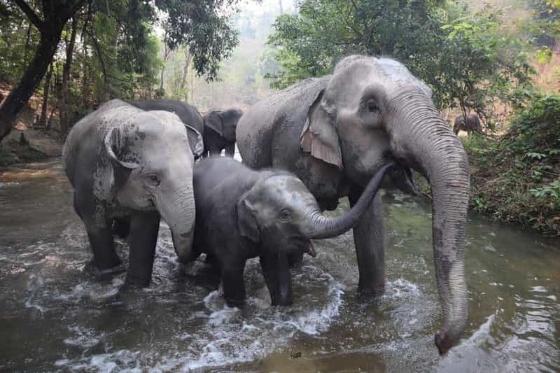 Billet Chiang Mai : Sanctuaire des éléphants, sentier des moines et visite du Doi Suthep