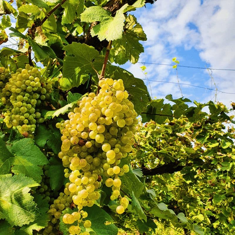 Billet San Pietro di Feletto : visite du vignoble et de la cave