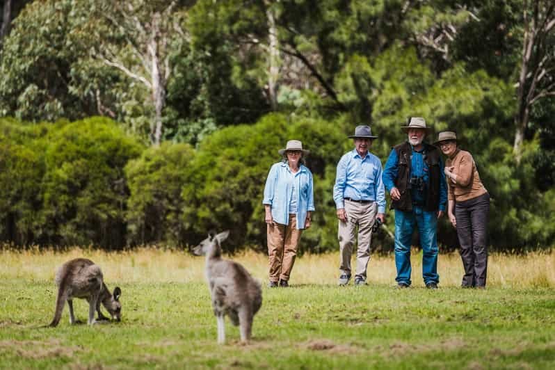 Billet Canberra : circuit découverte des kangourous et des koalas