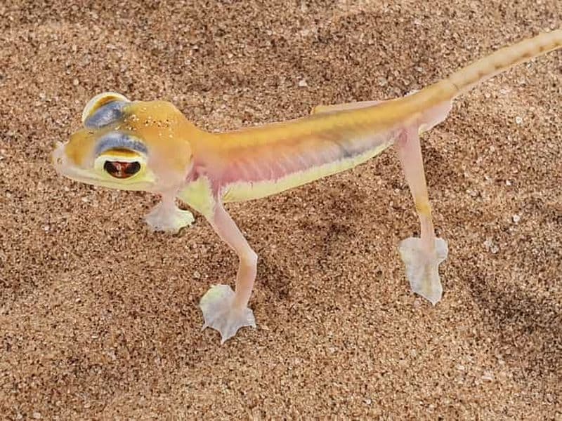 Swakopmund : Excursion en quad dans le désert des Little Five