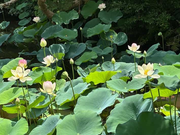 Billet Visite guidée à pied de la culture des geishas et du quartier de Kiyomizu à Kyoto