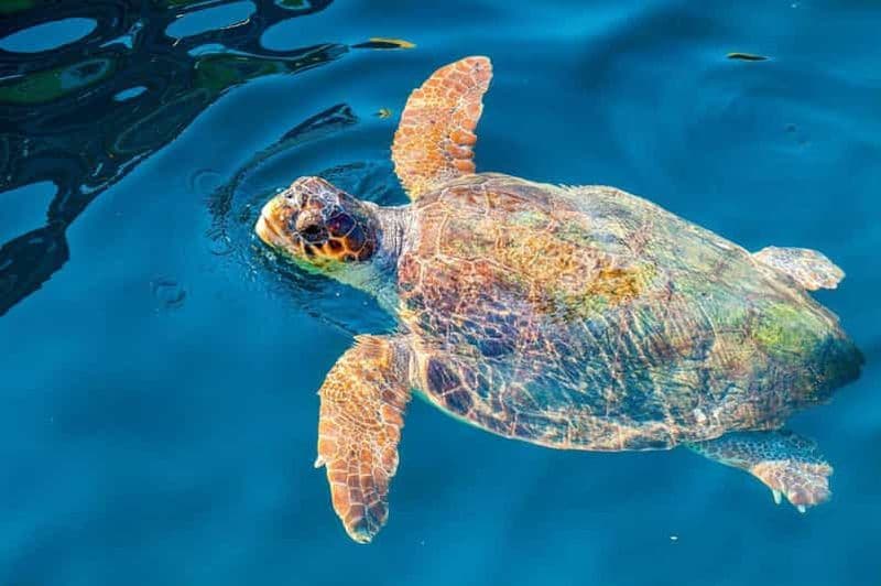 Billet Zante : excursion en bateau à fond de verre sur l'île de la Tortue et dans les grottes de Keri