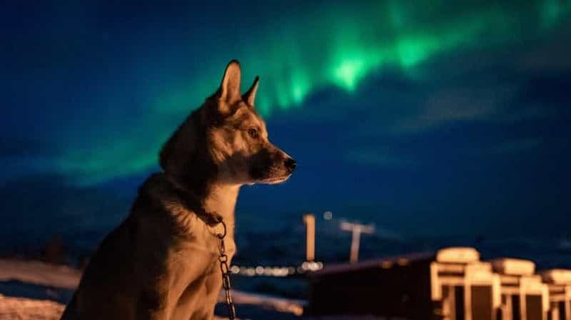 Tromsø : Aurore boréale Visite des huskys avec dîner traditionnel