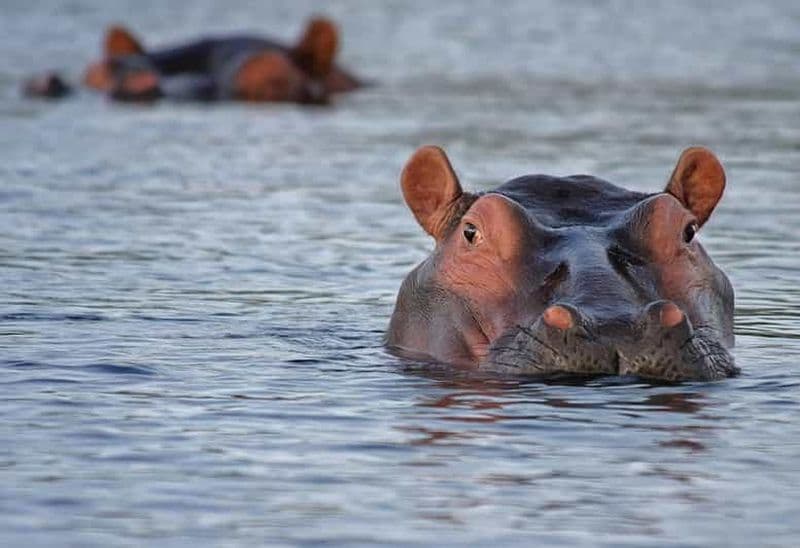 Billet Au départ de ZANZIBAR Excursion d'une journée dans la réserve de chasse de Selous (Nyerere Np)