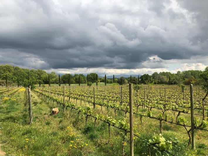 Billet Depuis Barcelone : visite de deux caves à Priorat avec déjeuner inclus.