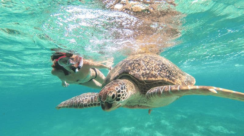 Billet Au départ de Cancun : Tulum et Akumal - Excursion dans un cénote et baignade avec des tortues
