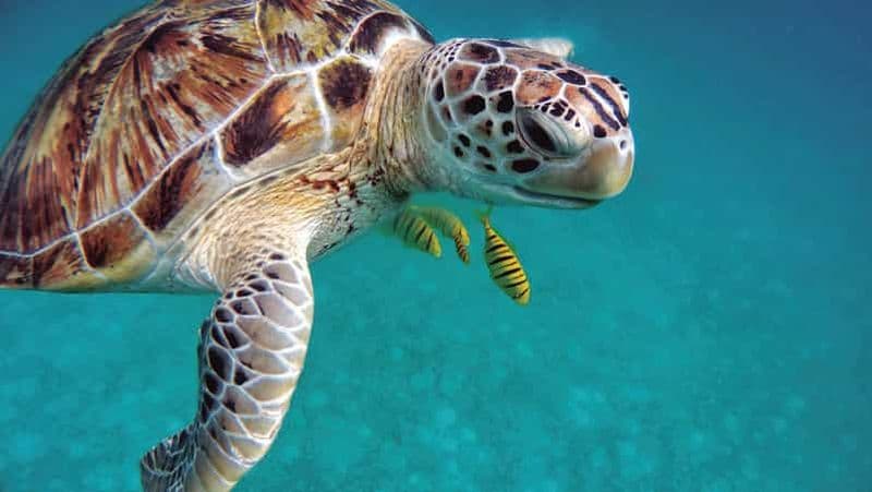 Billet Nosy Be : visite de l'île de Nosy Sakatia avec déjeuner et activités