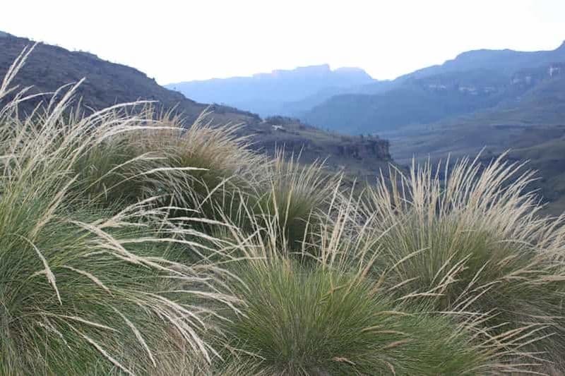 Billet Sani Pass : Excursion d'une journée depuis Durban