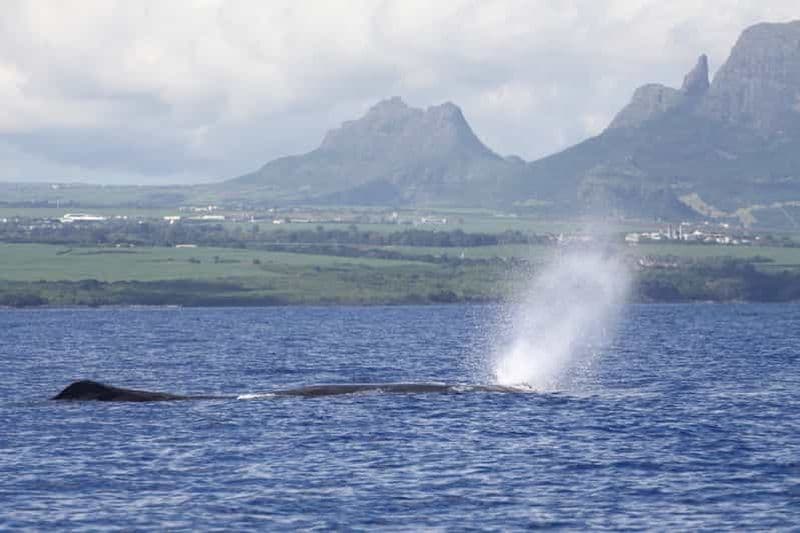 Rivière Noire : Nage avec les dauphins et observation des baleines en hors-bord