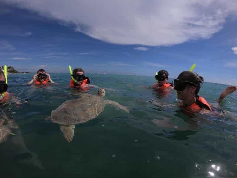 Billet Akumal : plongée avec tuba guidée avec les tortues marines et baignade dans les récifs coralliens