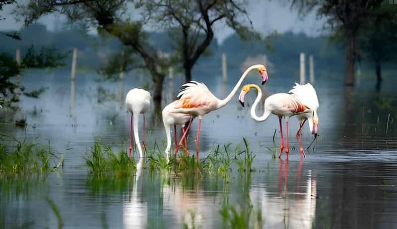 Au départ de Delhi : 5 jours Triangle d'Or & Safari & Sanctuaire d'oiseaux