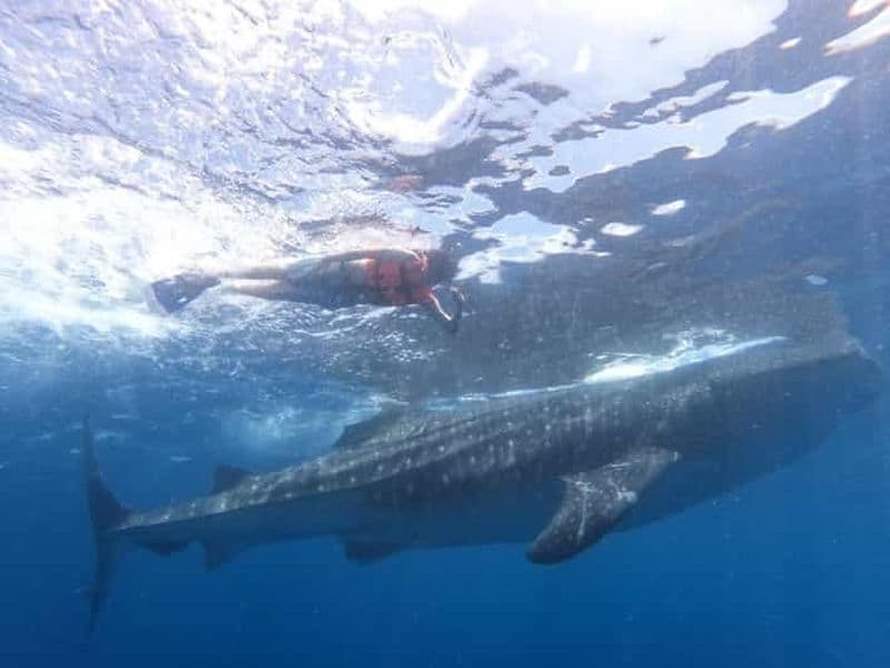 Billet Aventure avec le requin-baleine à Cancun