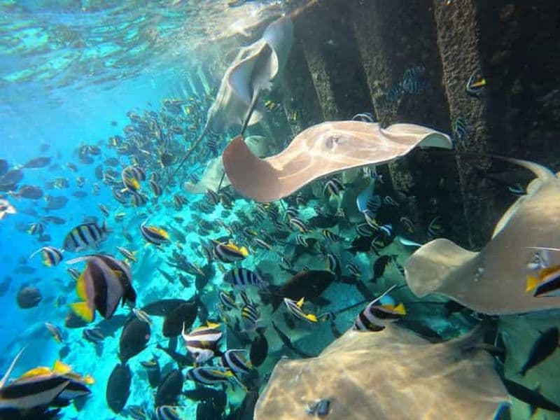 Hulhumalé : croisière au coucher du soleil avec plongée et dauphins