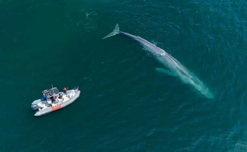San Diego : excursion en hors-bord pour l'observation des baleines et des dauphins