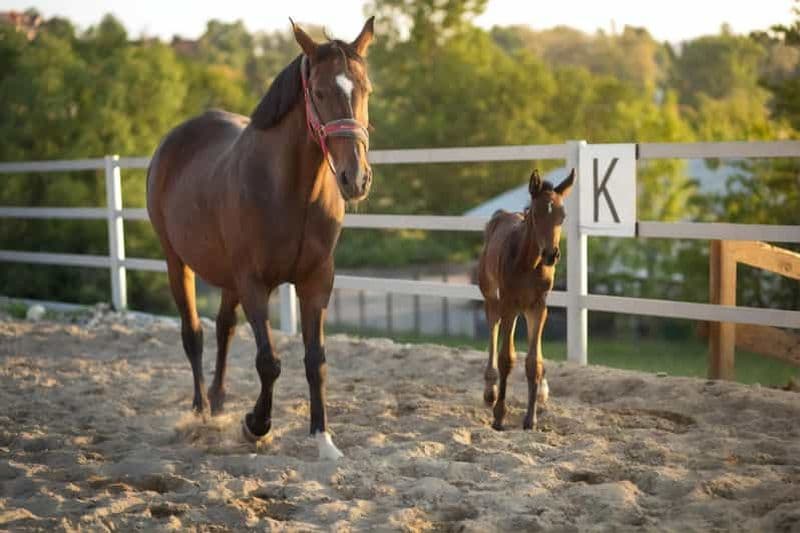 Au départ de Cracovie : demi-journée d'équitation au bord du lac