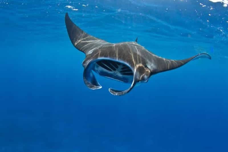 Au départ de Lembongan : Manta Point Snorkeling & West Penida Tour