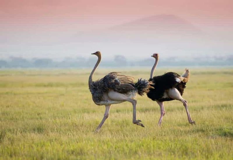 Billet Safari de 3 jours au lac Manyara, à Tarangire et à Ngorongoro