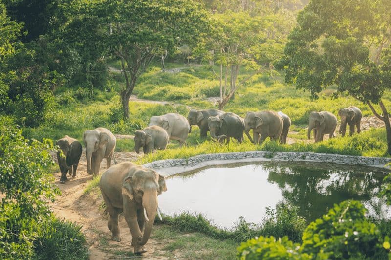 Billet Koh Samui : Visite d'une demi-journée du sanctuaire du royaume des éléphants